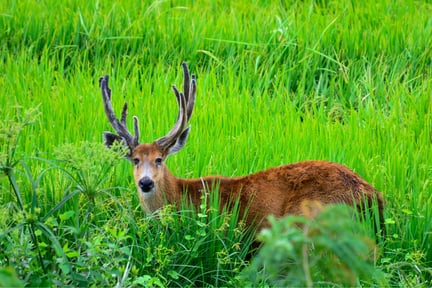 Un venado libre en la naturaleza en Pantanal, Brasil.
