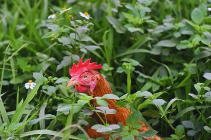 Gallina marrón entre vegetación verde, mostrando su comportamiento natural al aire libre.