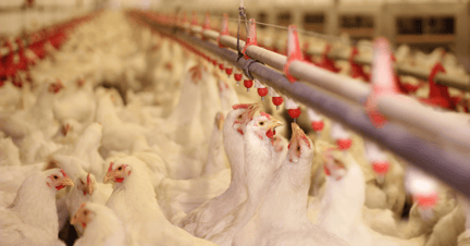 Imagen de stock de granja de pollos. branislavpudar / Shutterstock.com