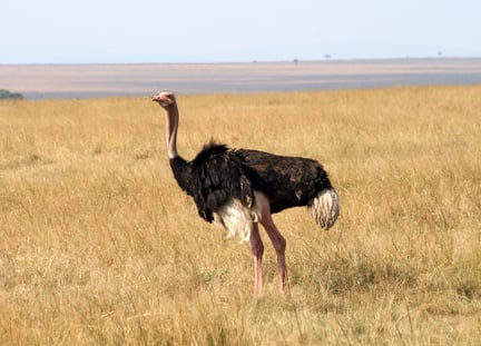 Una avestruz en Kenia en libertad.
