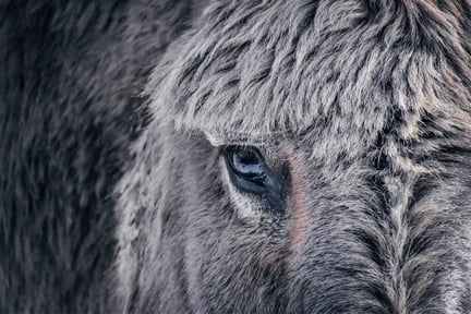 Un burro gris mira con miedo a la cámara.