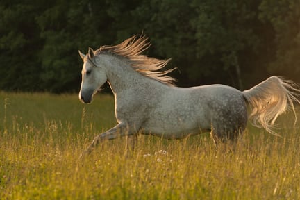 Un caballo árabe galopando en libertad