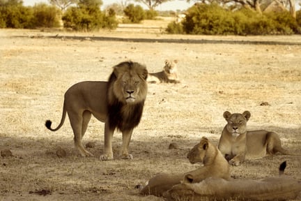 Cecil el le león junto a su manada.