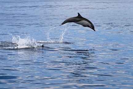 Un delfín en libertad nada sobre las aguas del océano en Costa Rica.