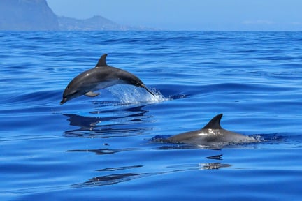 Dos delfines nadan en libertad en el mar.