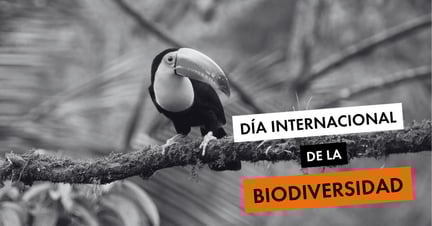 Un tucán posado sobre una rama en la selva de Costa Rica, acompañado del texto “Día Internacional de la Biodiversidad