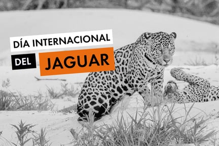 Día Internacional del Jaguar