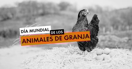 Imagen de una gallina y sus huevos con el text "Día Mundial de los Animales de Granja"