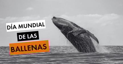 Día Mundial de las Ballenas - World Animal Protection
