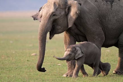 Elefante asiático salvaje, hembra y cría, Parque Nacional Corbett, India