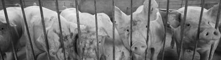 sows kept in barren conditions with no enrichment