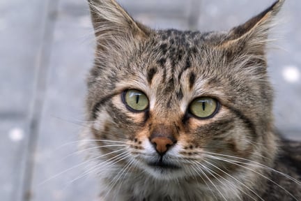 Un gato gris mira a la cámara. Los gatos son usados para contenido con crueldad en redes sociales.