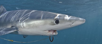 Un tiburón tiene una red en su boca.