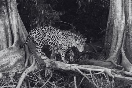 Un jaguar camina en Pantanal, Brasil