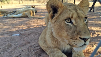 Un león en cautiverio usado para entretenimiento turístico en África.
