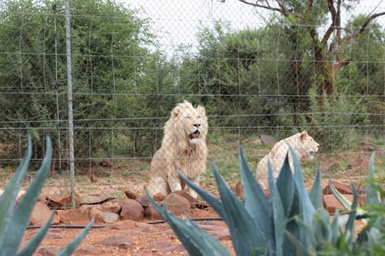 Dos leones blancos detrás de una malla metálica en un recinto con vegetación y rocas en Sudáfrica; uno está sentado y el otro de perfil, ambos en cautiverio.
