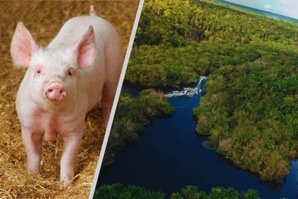 Imagen muestra a un cerdo en liberta y una selva amazónica exuberante.