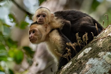 Monos cariblanco en el bosque tropical lluvioso de Costa Rica. Imagen de Harry Collins.