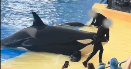 Orca, una cría de orca es forzada a actuar en Loro Parque.
