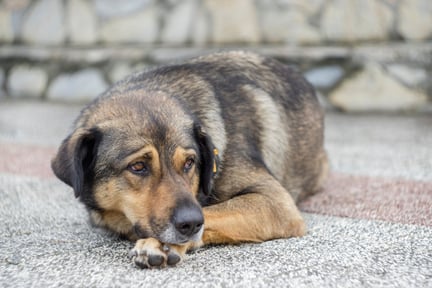 Un perro callejero mira con nostalgia acostado en la vía pública.