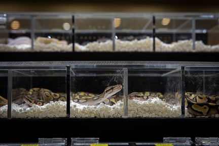 Una pitón en cautiverio en un contenedor de plástico