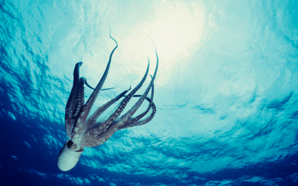 un pulpo nadando en el océano