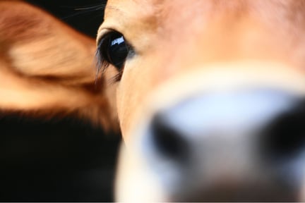 Primer plano del ojo y rostro de una vaca, mostrando su sensibilidad y presencia.