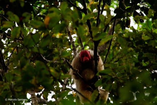 Bald-headed Uakari in Uakari Monkey Heritage Area. Marcelo Ismar Santana.