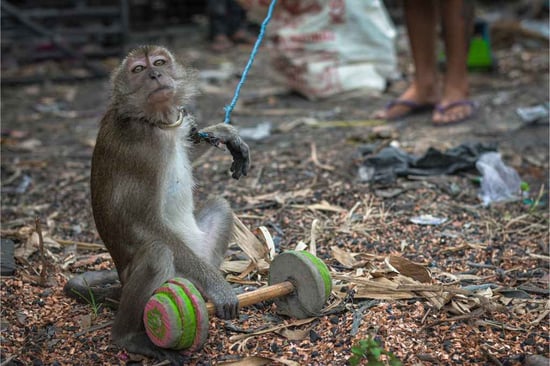 A macaque monkey is seen tied up with a blue string, it is holding onto a wooden object and is on the floor which is covered in litter.