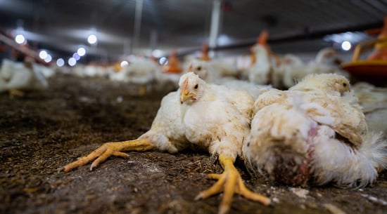 Chicken broiler farm supplying restaurants and supermarket chains