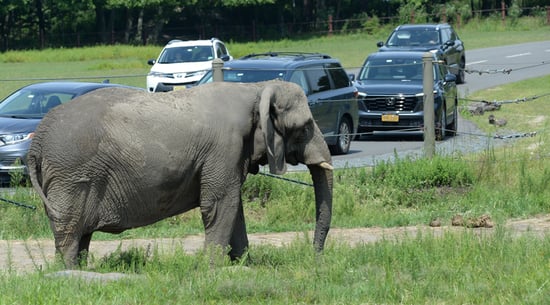Joyce the elephant suffers at Six Flags theme park New Jersey