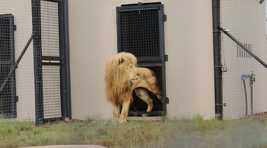 Mannie the lion at new home in South Africa