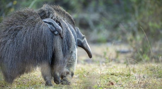 Anteater Cecilia with baby