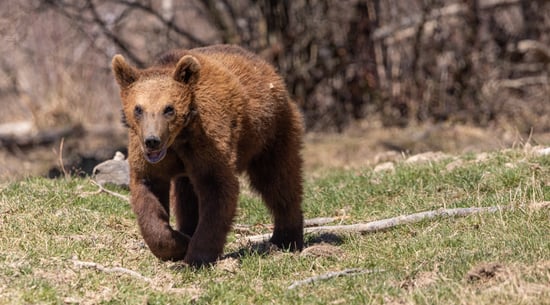 Titzian at Libearty bear sanctuary in Zarnesti, Romania