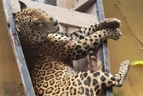 Un jaguar cazado furtivamente en una canoa