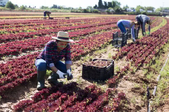 Una agricultora cosecha lechugas rojas