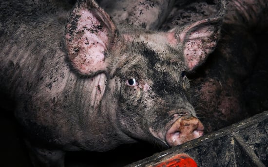 Un cerdo mira con miedo en una granja industrial.