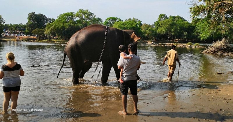 Un elefante cautivo encadenado en el río en el campamento de elefantes de Dubare, fotografiado con turistas observando. Crédito de la imagen: Dakshesh Tailor / Shutterstock. ID del recurso: 1468097597