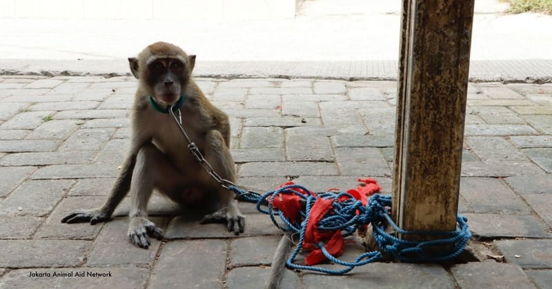 Ari, un macaco de tres años en la zona de Cirebon en Java Occidental. El último gran centro de entrenamiento de "aldea de monos bailarines" opera aquí, continuando con el cruel comercio. En la foto; Ari, macho, 3 años. Imagen cortesía de Jakarta Animal Aid Network