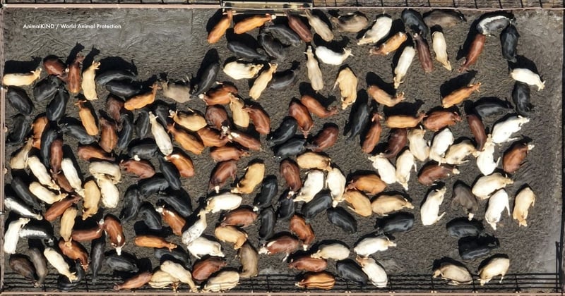 El engorde de ganado Beef City Feedlot, cerca de Toowoomba, en Queensland, Australia, es propiedad de JBS Australia y está operado por esta misma empresa. Tiene capacidad para aproximadamente 25 000 vacas. Crédito de la imagen: AnimalKIND / World Animal Protection