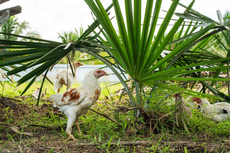 World Animal Protection, en colaboración con la fundación de investigación y concesión de subvenciones Open Philanthropy, creó un programa de redistribución de fondos denominado *Investing in Others* (IiO). Esta iniciativa brinda apoyo financiero y técnico a organizaciones de base en todo el Sudeste Asiático para potenciar su capacidad de abogar por una mejora en el bienestar de los animales de granja en la región. Nuestro equipo visitó Kid Dee Farm, una granja piloto de pollos orgánicos en Tailandia gestionada por Patom Organic Living. Con nuestro apoyo, están lanzando un proyecto para reunir a sus socios y ofrecer productos orgánicos de origen vegetal, así como pollo orgánico criado bajo estándares de bienestar animal; Patom colabora con 150 agricultores orgánicos y diversos socios para ayudarles a transitar de prácticas agrícolas convencionales a orgánicas. En la imagen: pollos criados en libertad recorren la granja Kid Dee Farm el 29 de junio de 2023; la granja se encuentra en la provincia de Nakhon Pathom, a unas dos horas en coche al noreste de Bangkok.  En Tailandia, World Animal Protection y Patom Organic Living colaboran con Kid Dee Farm para poner en marcha una granja piloto de pollos de engorde con altos estándares de bienestar. El proyecto piloto servirá de modelo para demostrar cómo los estándares mínimos responsables de cría de pollos de engorde pueden integrarse en las normas de producción orgánica y servir de referencia para su posible adopción en toda la red de granjas orgánicas.  Fotografía de David Hogsholt para World Animal Protection.