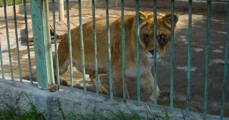 Un león con glaucoma en el zoológico de Buhusi, Rumania. Crédito de la imagen: World Animal Protection