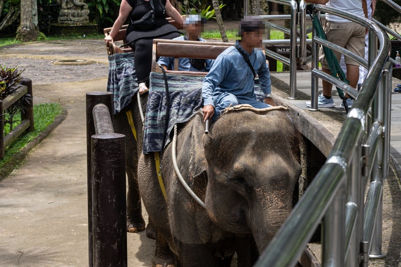 Paso histórico: Indonesia prohíbe los paseos en elefante. Crédito Andito Wasi - Mason Park
