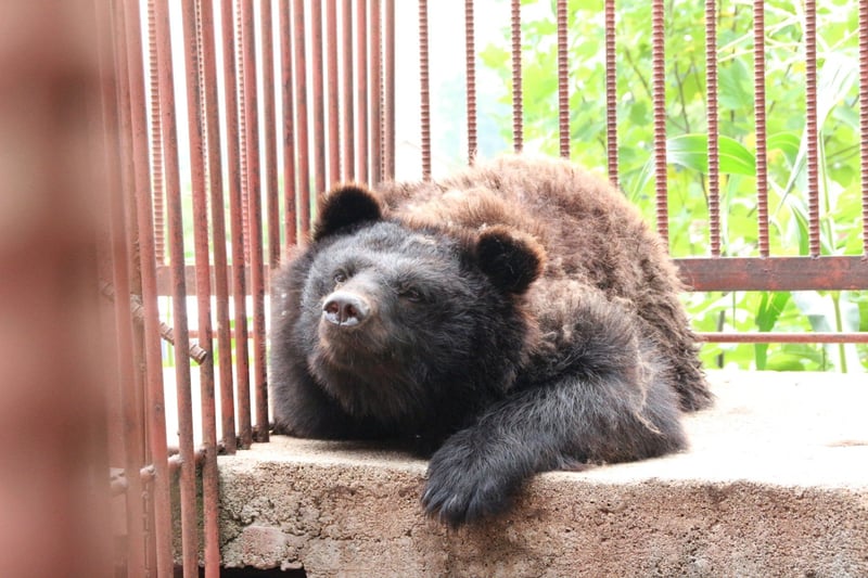 Un oso negro asiático utilizado en la industria de la bilis de oso, fotografiado en una granja en Corea del Sur.