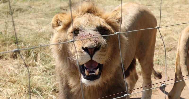 En la imagen: Un león en un lugar no revelado en Sudáfrica ofrece caricias e interacción con grandes felinos. El lugar cuenta con corrales a escala industrial con leones y tigres jóvenes de gran tamaño, mezclados. Se trata de cachorros que han crecido demasiado para que los visitantes los acaricien. Es probable que se conviertan en presas de caza enlatada, y sus huesos se utilicen posteriormente en medicina tradicional. Crédito de la imagen: Protección Animal Mundial.