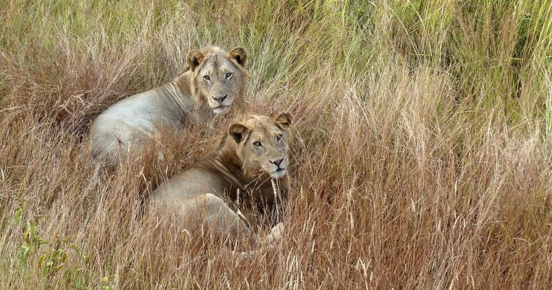 Dos leones entre la hierba alta en un parque nacional de Tanzania. Crédito de la imagen: World Animal Protection