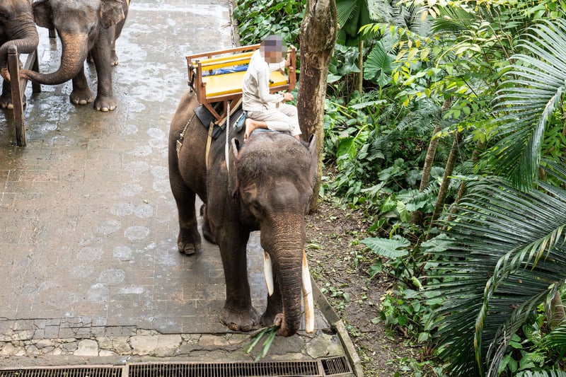 Hombre montando elefante en el zoológico de Bali. Crédito: World Animal Protection / Andito Wasi