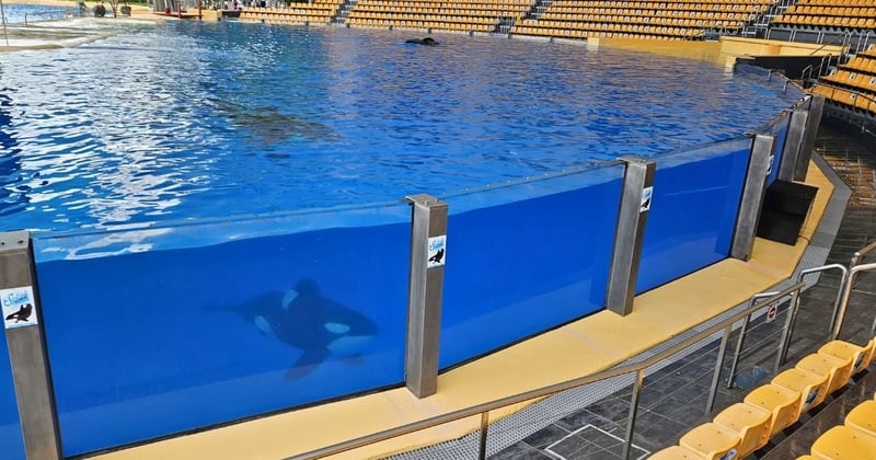 Las orcas cautivas en Loro Parque, ubicado en Tenerife, nadan alrededor del tanque de espectáculo que está rodeado de asientos vacíos. Crédito de la imagen: World Animal Protection