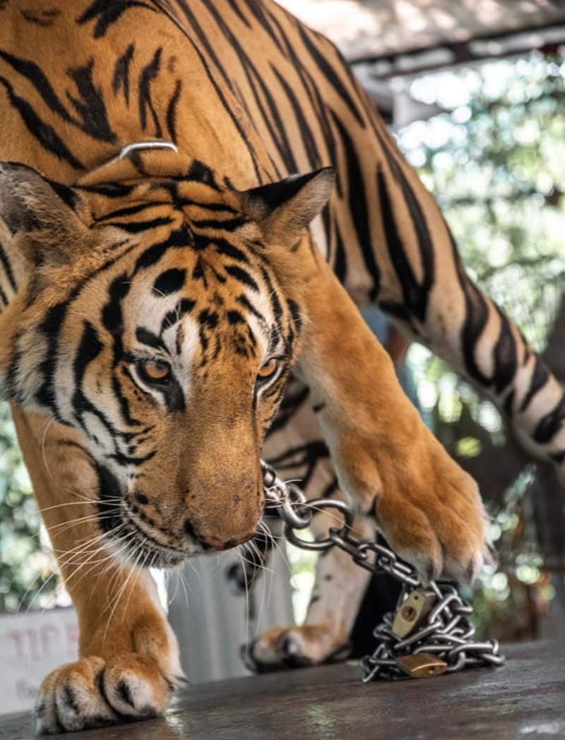 At Phuket Zoo, Thailand, this tiger is kept chained by the neck to a concrete slab so that tourists can take photographs with her. Credit: Amy Jones / Moving Animals