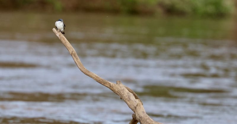 Aquidauana es una zona de la provincia de Mato Grosso do Sul y hogar del Pantanal. Es el humedal más grande del mundo y un hábitat vital para muchas especies, muchas de las cuales están amenazadas. Un pequeño pájaro se posa en la rama de un árbol sumergida en el río Aquidauana.